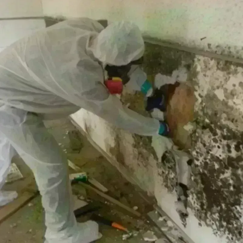 Mold Remediation and Removal in Tripp County, SD